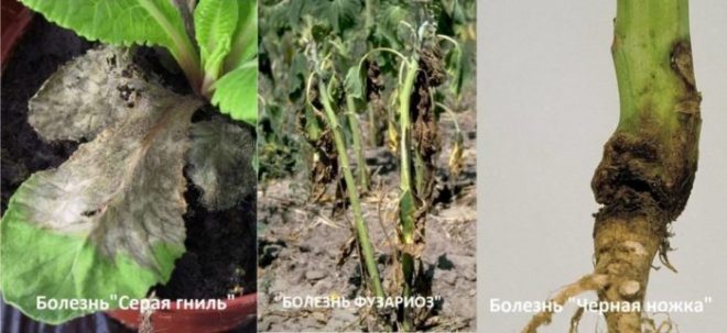Как вырастить базилик из семян на подоконнике