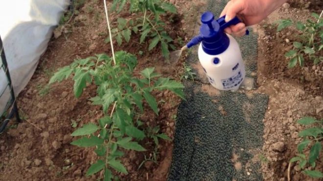 Чем подкормить помидоры в теплице от высадки до сбора урожая