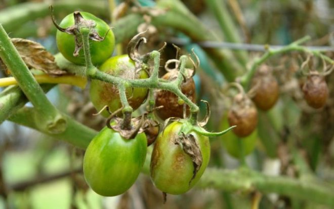 Лечение фитофторы на помидорах народными средствами