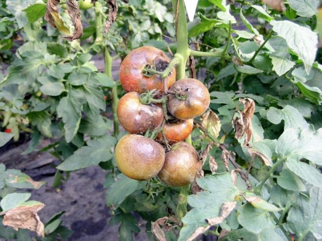 Лечение фитофторы на помидорах народными средствами