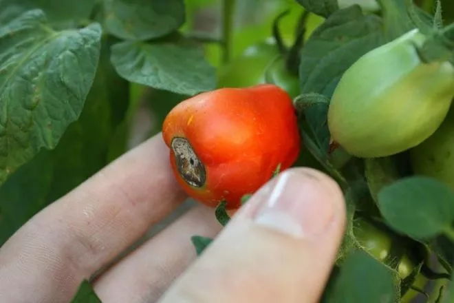 Что делать, если помидоры в теплице чернеют снизу