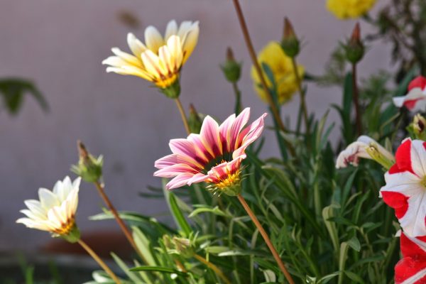 Цветы Гарцания - Как правильно выращивать и ухаживать дома
