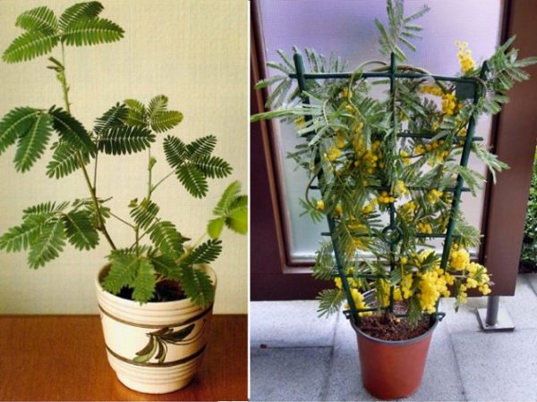 Цветок Мимоза: Как правильно выращивать и ухаживать