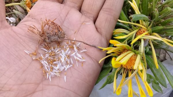 Цветы Гарцания - Как правильно выращивать и ухаживать дома